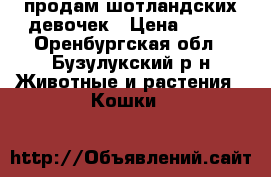 продам шотландских девочек › Цена ­ 800 - Оренбургская обл., Бузулукский р-н Животные и растения » Кошки   